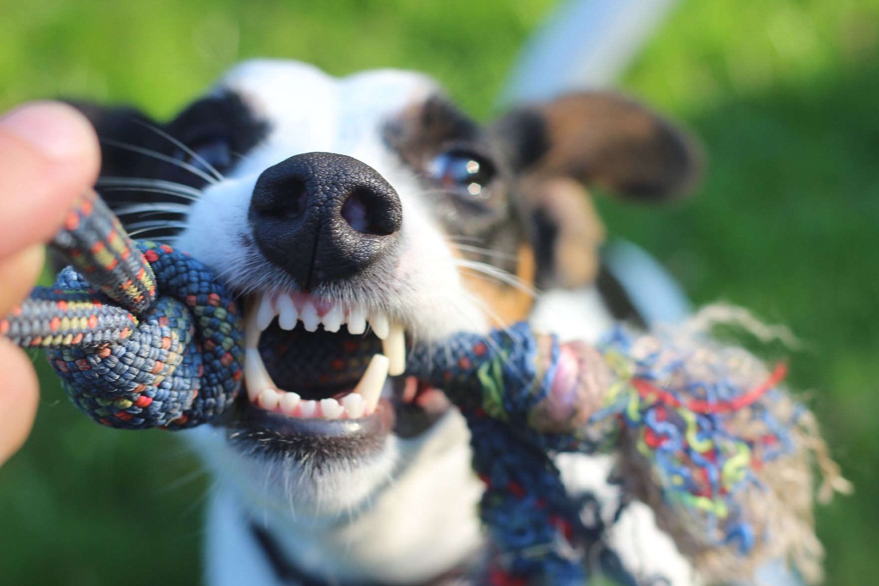 Dog bites